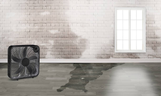 Best Flood restoration services  in Chariton, IA